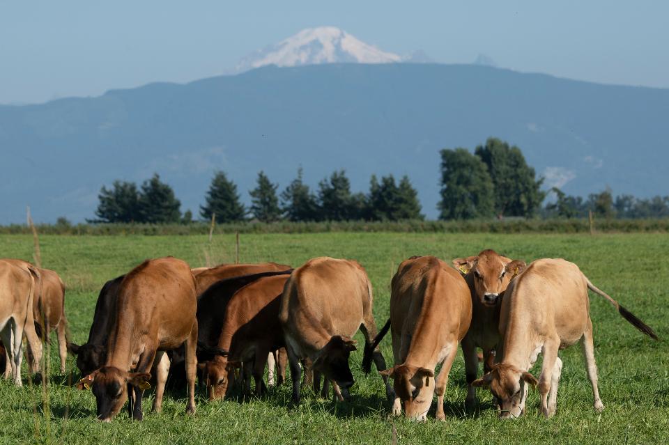 Free download high resolution image - free image free photo free stock image public domain picture  Cows graze in a pasture