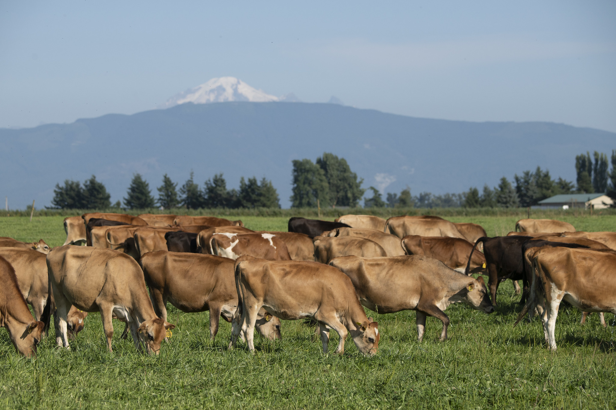 Free download high resolution image - free image free photo free stock image public domain picture -Cows graze in a pasture