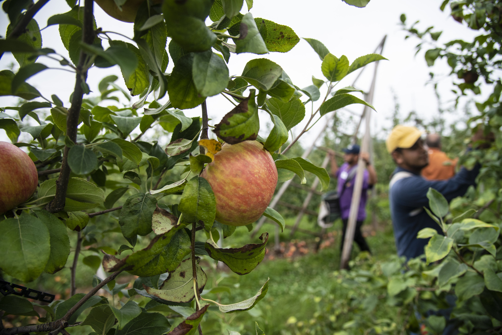 Free download high resolution image - free image free photo free stock image public domain picture -Men Picking Apples In Organic Orchard