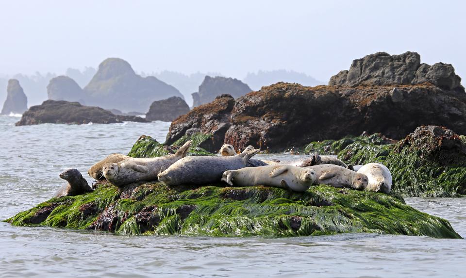 Free download high resolution image - free image free photo free stock image public domain picture  Harbor seals on surf grass