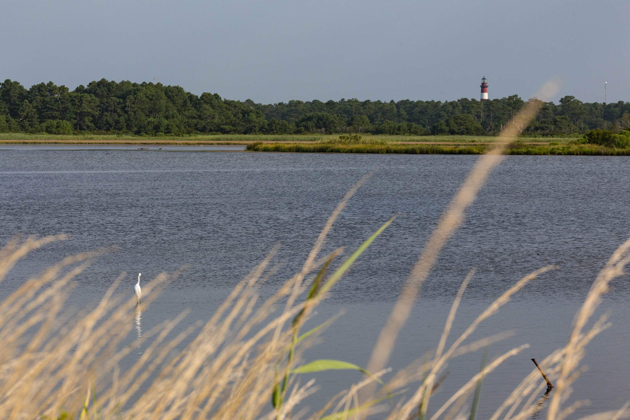 Free download high resolution image - free image free photo free stock image public domain picture -Chincoteague National Wildlife Refuge