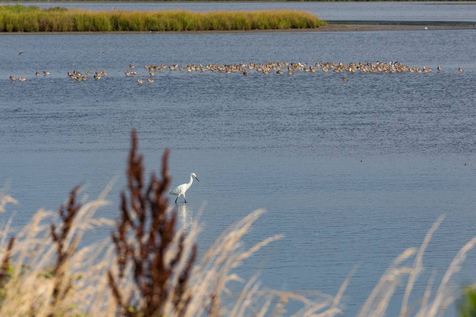 Free download high resolution image - free image free photo free stock image public domain picture  Chincoteague National Wildlife Refuge