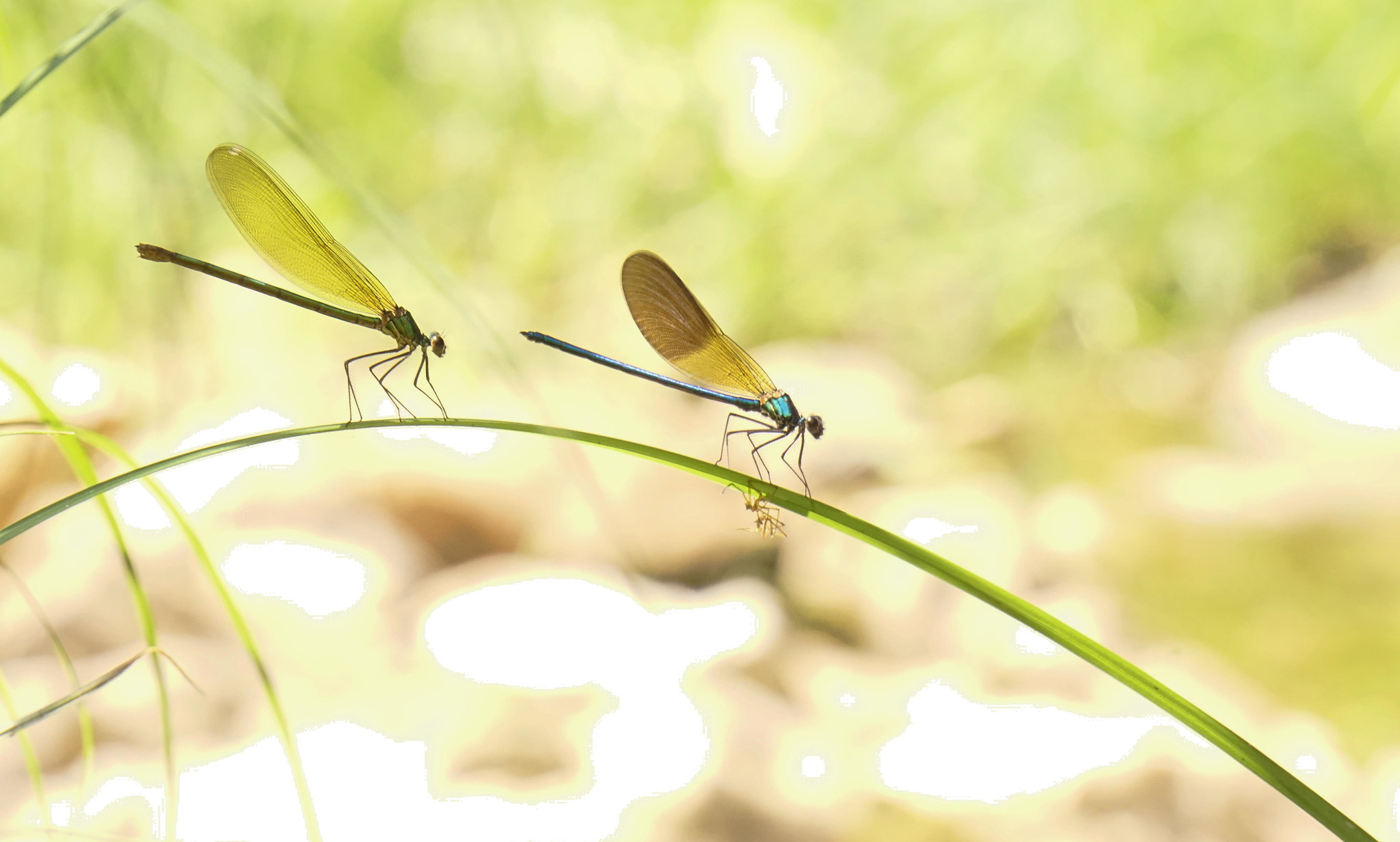 Free download high resolution image - free image free photo free stock image public domain picture -Yellow dragonfly Libellula drepressiosa Libellule