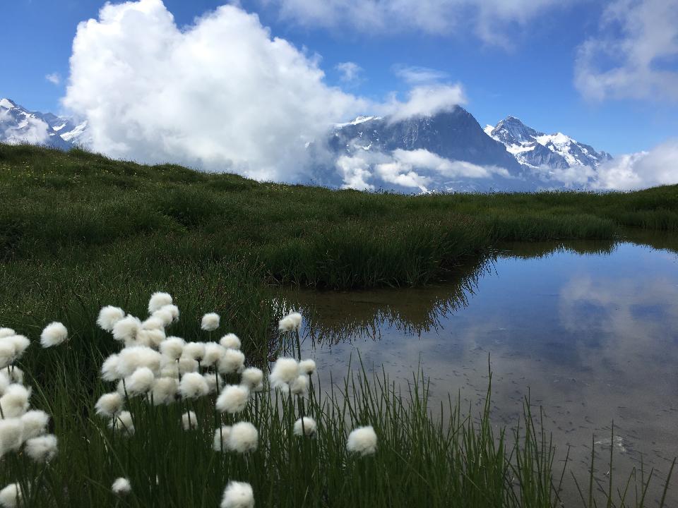 Free download high resolution image - free image free photo free stock image public domain picture  Idyllic landscape in the Alps with fresh green meadows