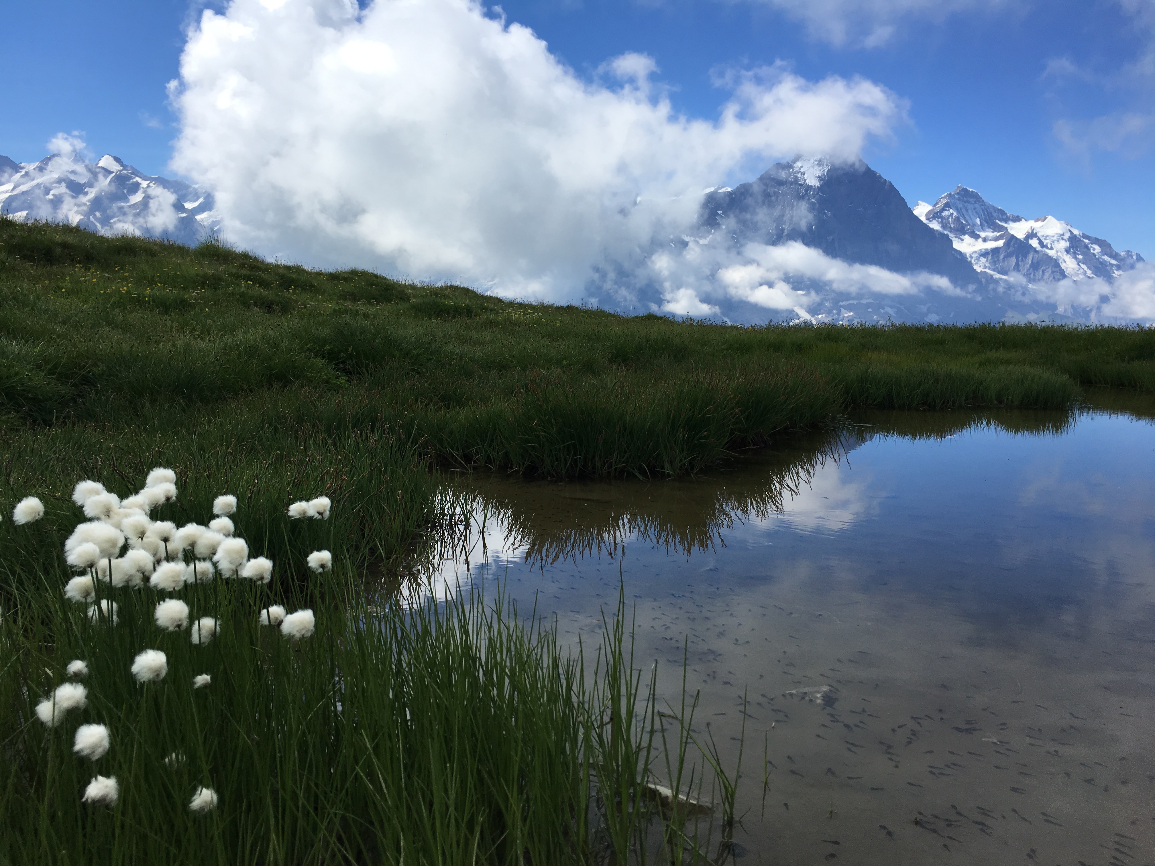 Free download high resolution image - free image free photo free stock image public domain picture -Idyllic landscape in the Alps with fresh green meadows