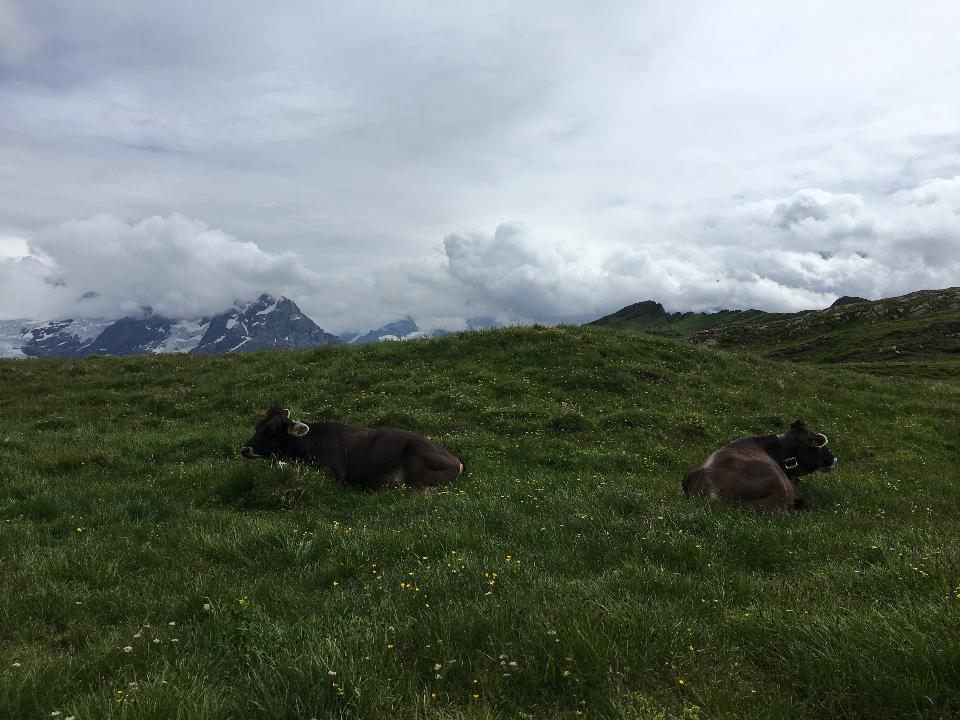 Free download high resolution image - free image free photo free stock image public domain picture  Brown mountain cows grazing on an alpine pasture in the Bernese