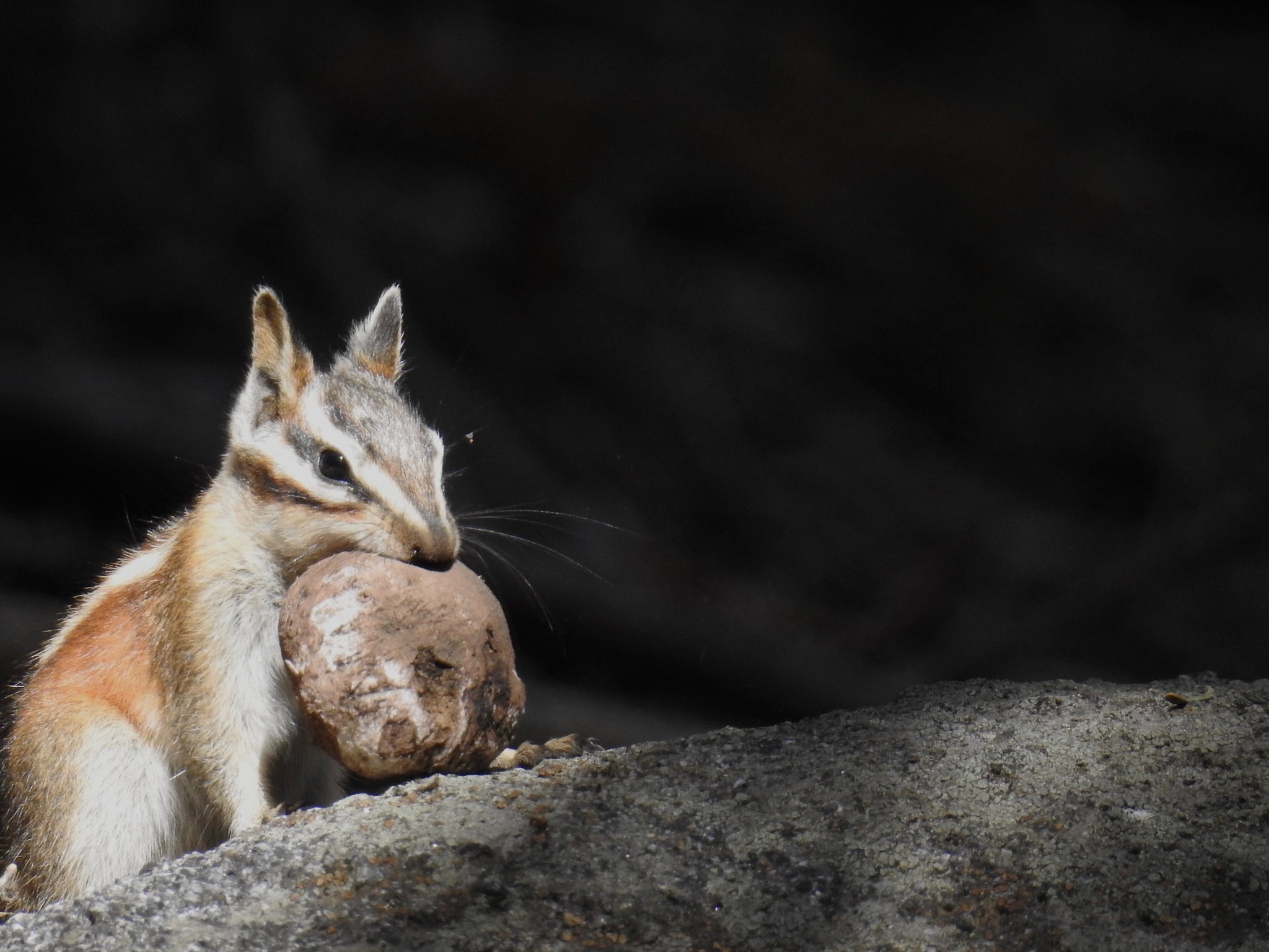 Free download high resolution image - free image free photo free stock image public domain picture -squirrel in Sequoia national park California, USA