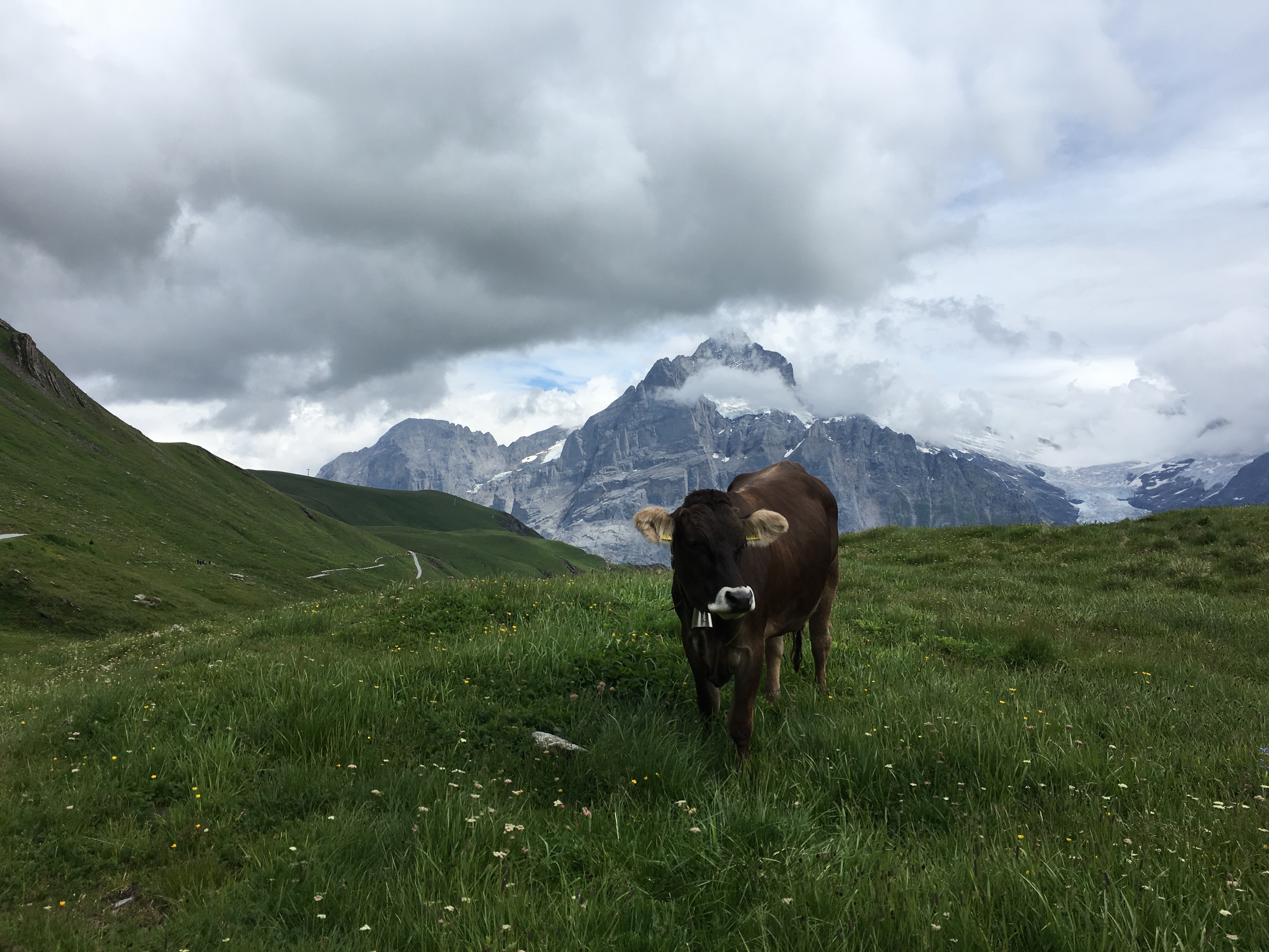 Free download high resolution image - free image free photo free stock image public domain picture -Brown mountain cows grazing on an alpine pasture in the Bernese