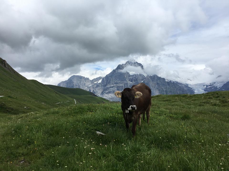 Free download high resolution image - free image free photo free stock image public domain picture  Brown mountain cows grazing on an alpine pasture in the Bernese