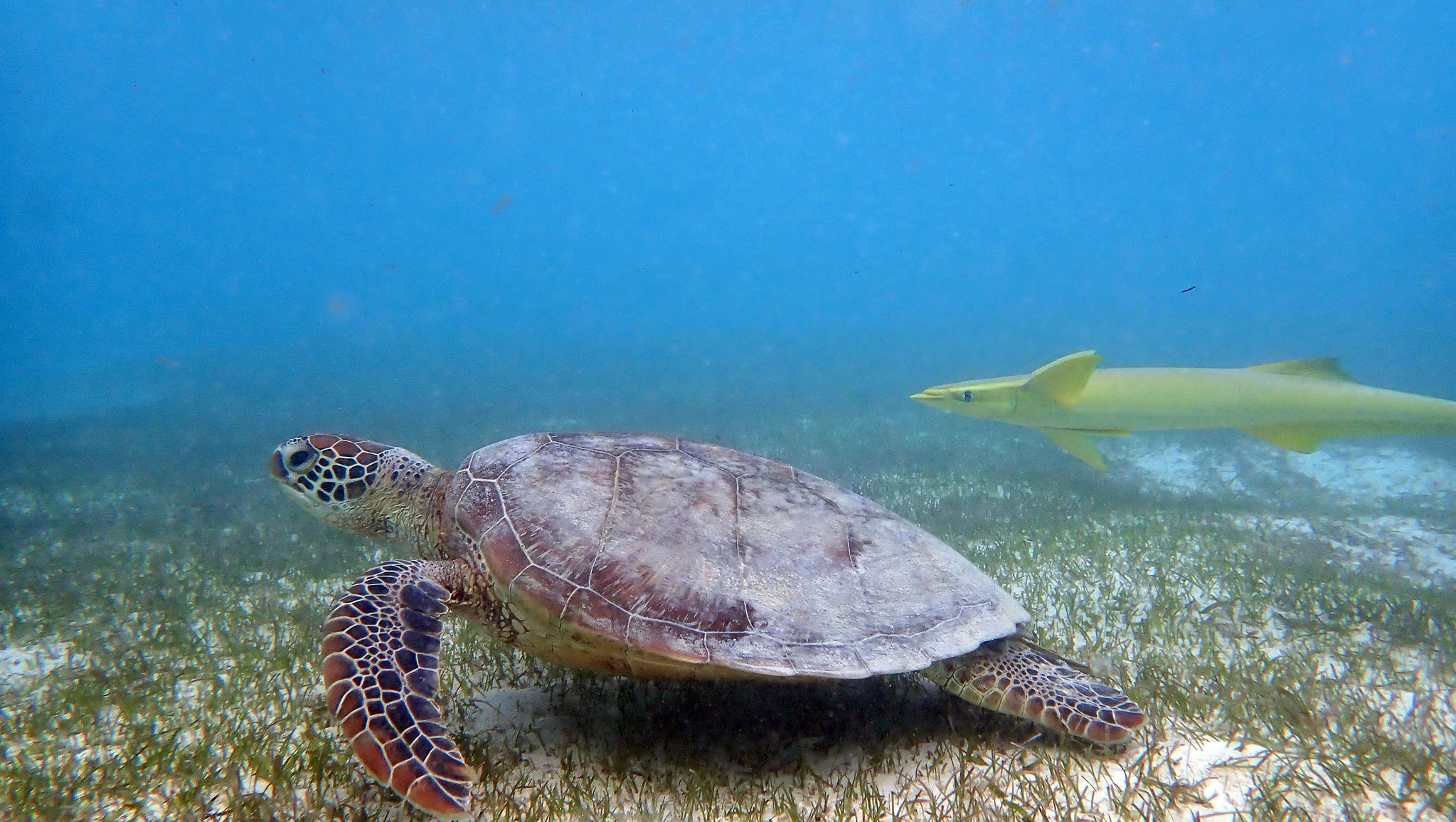 Free download high resolution image - free image free photo free stock image public domain picture -Sea turtle swims in sea water