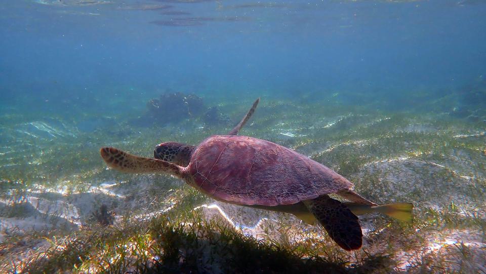 Free download high resolution image - free image free photo free stock image public domain picture  Sea turtle swims in sea water