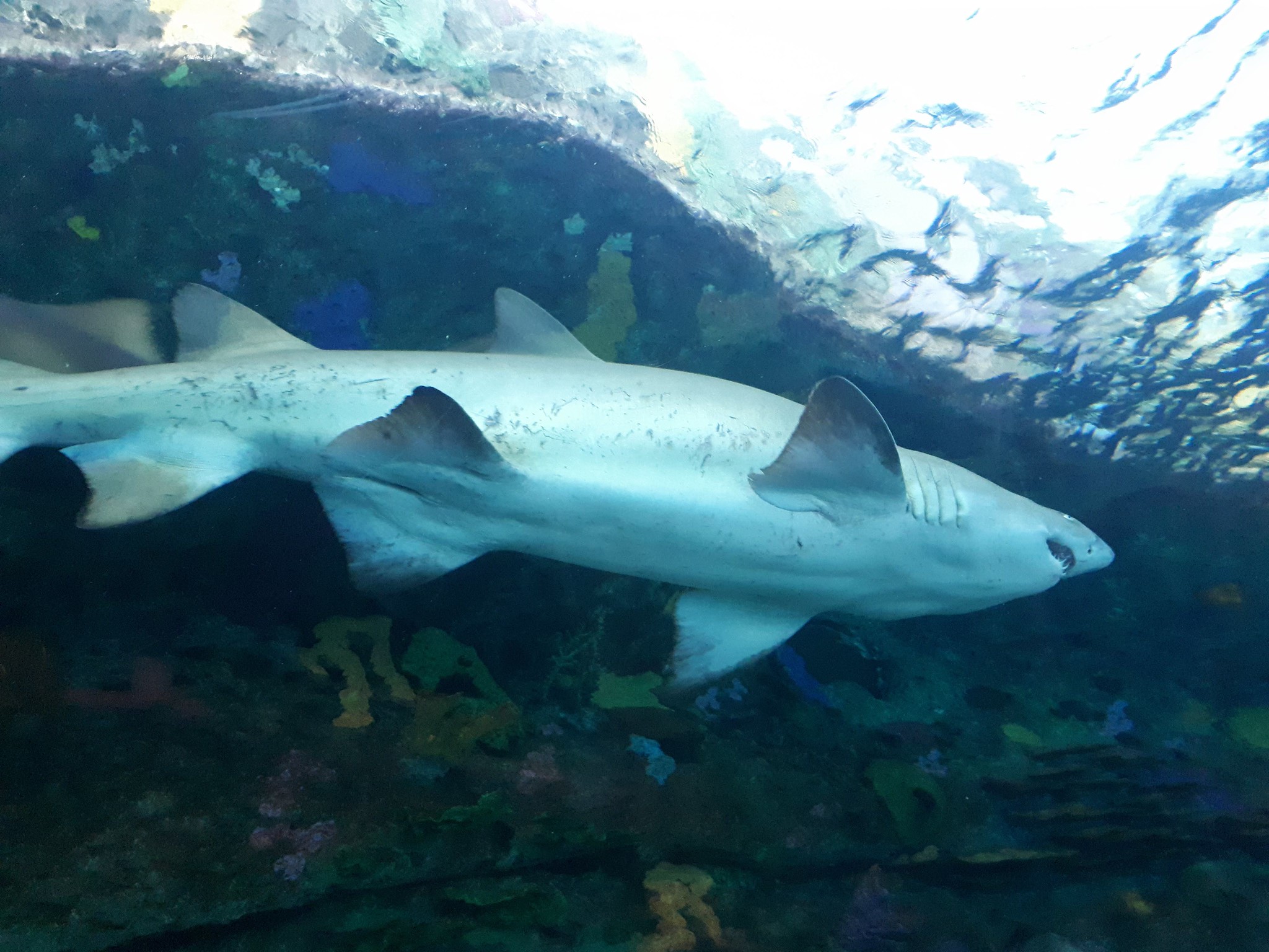 Free download high resolution image - free image free photo free stock image public domain picture -White grey shark jaws close up portrait