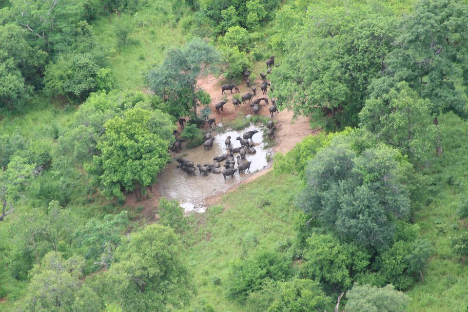 Free download high resolution image - free image free photo free stock image public domain picture  Niassa National Reserve Park