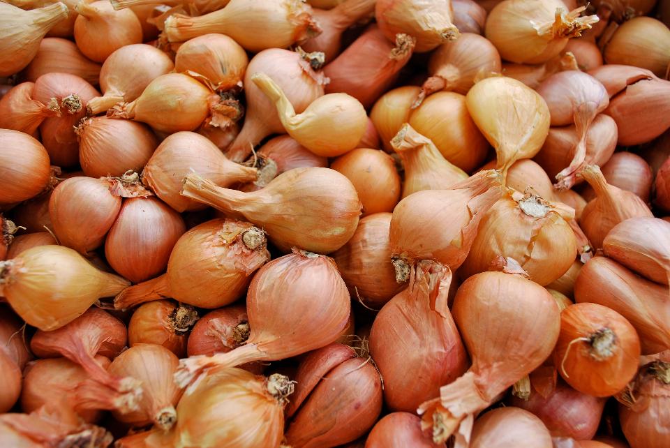 Free download high resolution image - free image free photo free stock image public domain picture  Shallots Galore