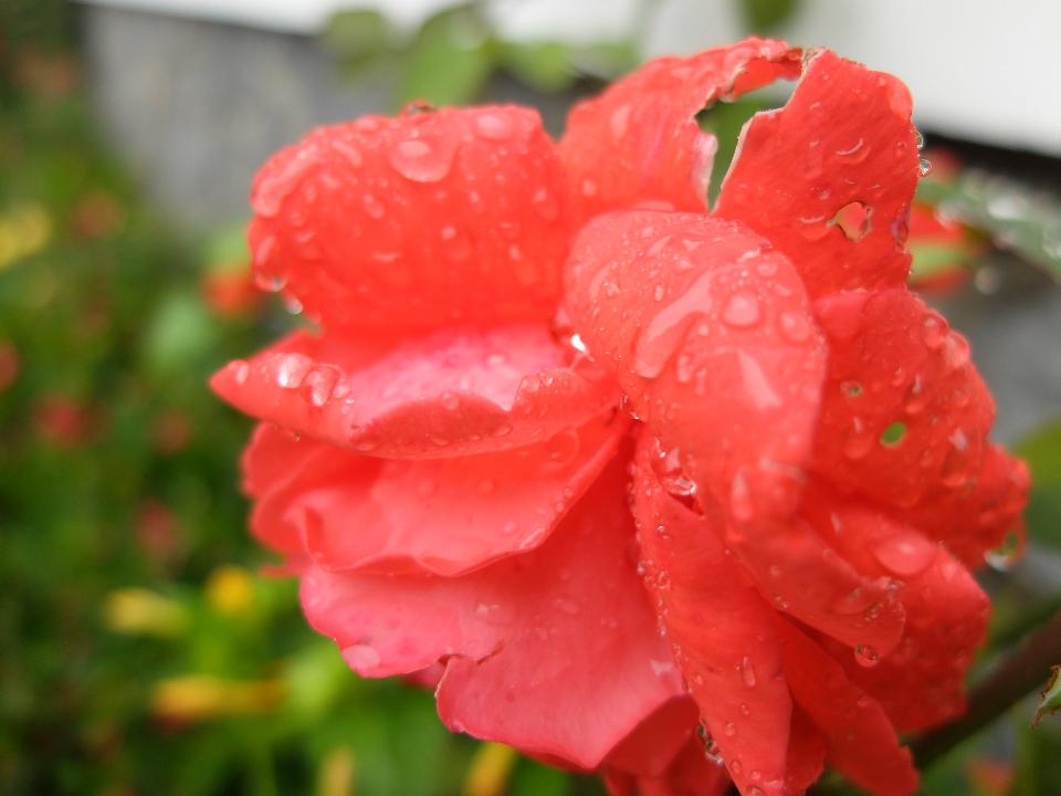 Free download high resolution image - free image free photo free stock image public domain picture  Water drop in red flower