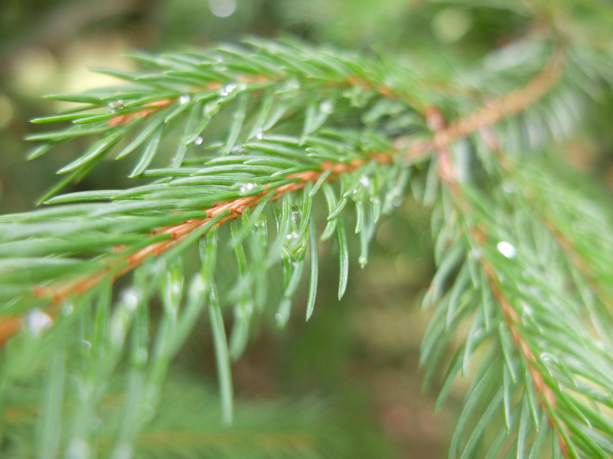 Free download high resolution image - free image free photo free stock image public domain picture -Water drop in green fine tree