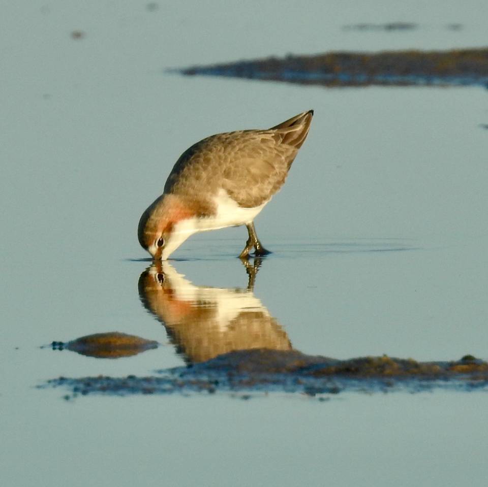 Free download high resolution image - free image free photo free stock image public domain picture  Red capped plover