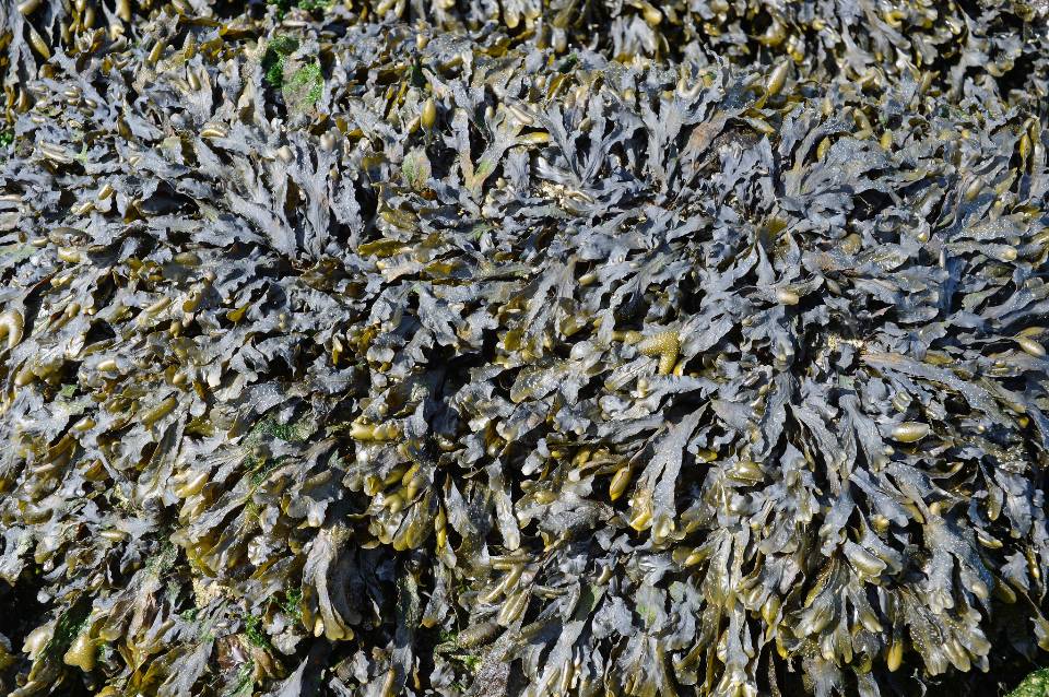 Free download high resolution image - free image free photo free stock image public domain picture  seaweed bladderwrack