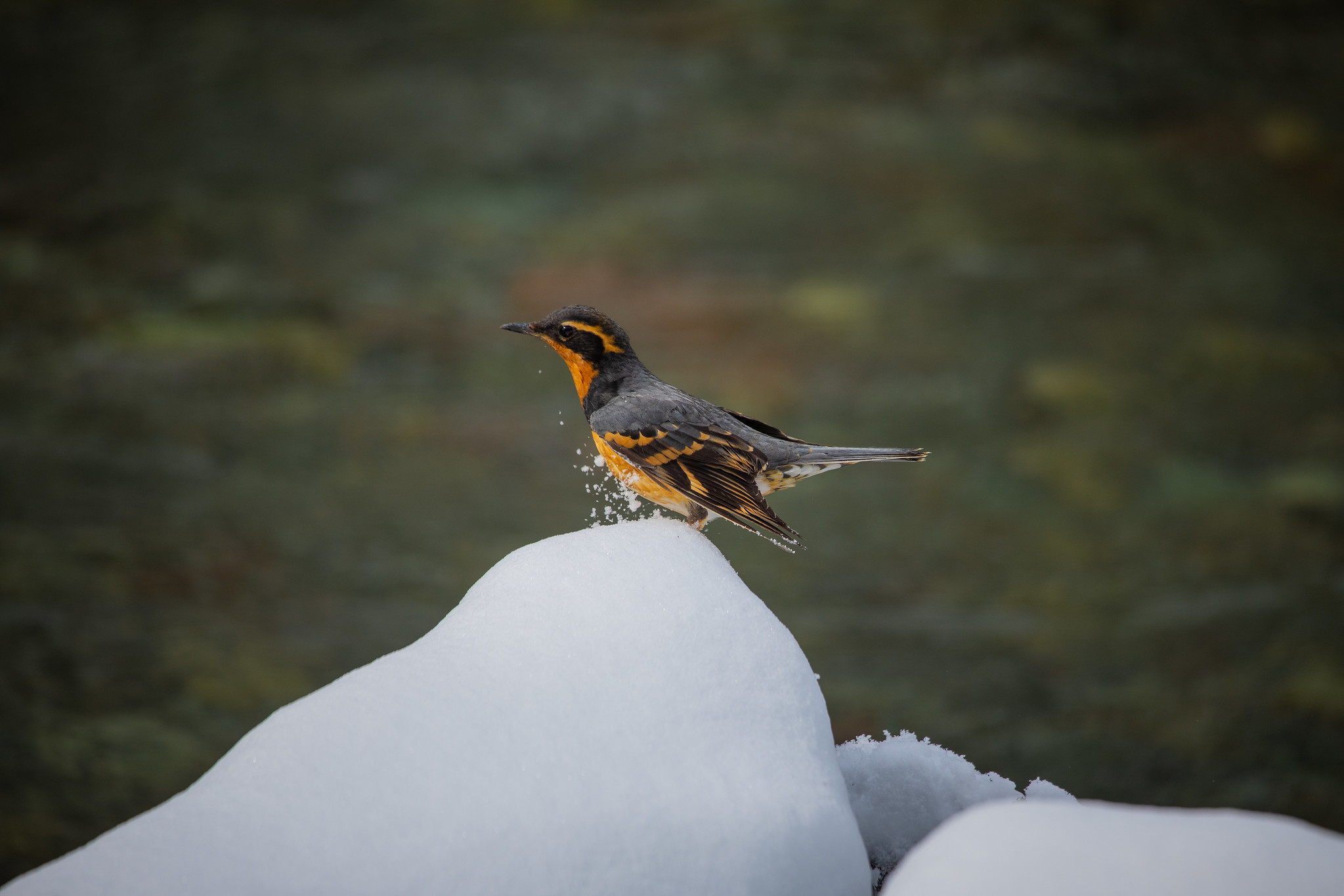 Free download high resolution image - free image free photo free stock image public domain picture -Varied Thrush