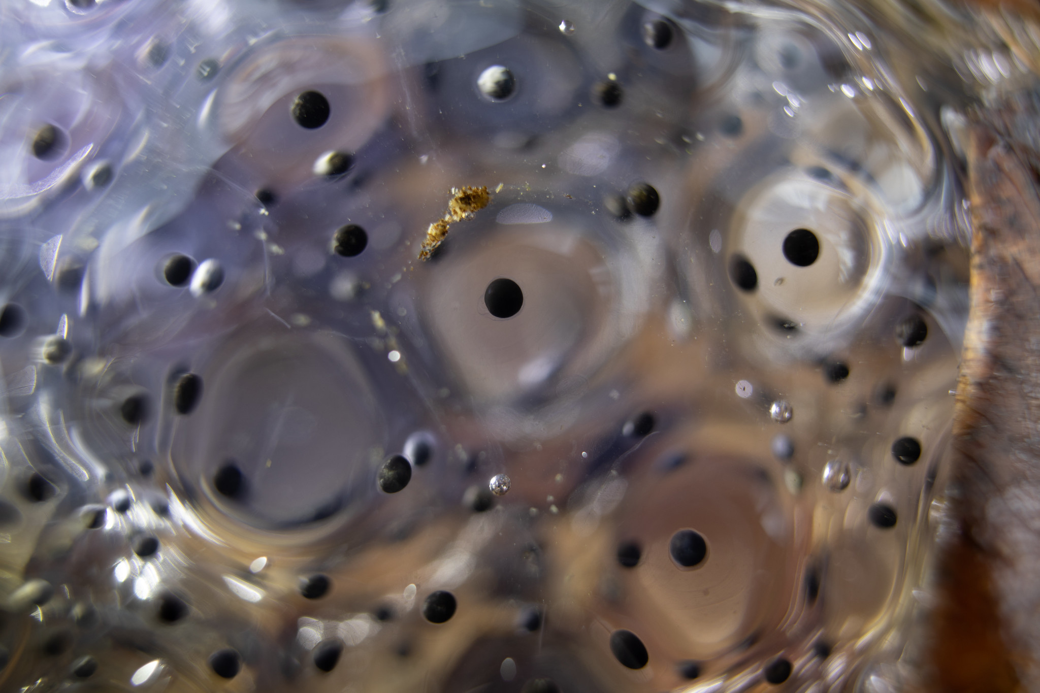 Free download high resolution image - free image free photo free stock image public domain picture -Amphibian Eggs