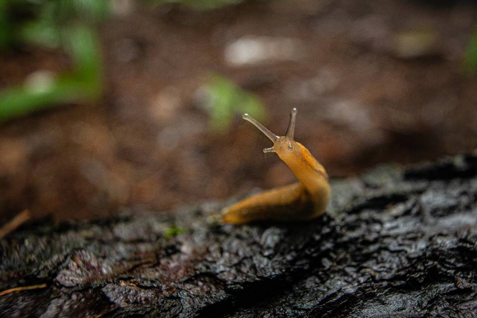 Free download high resolution image - free image free photo free stock image public domain picture  Slug in Glacier National Park