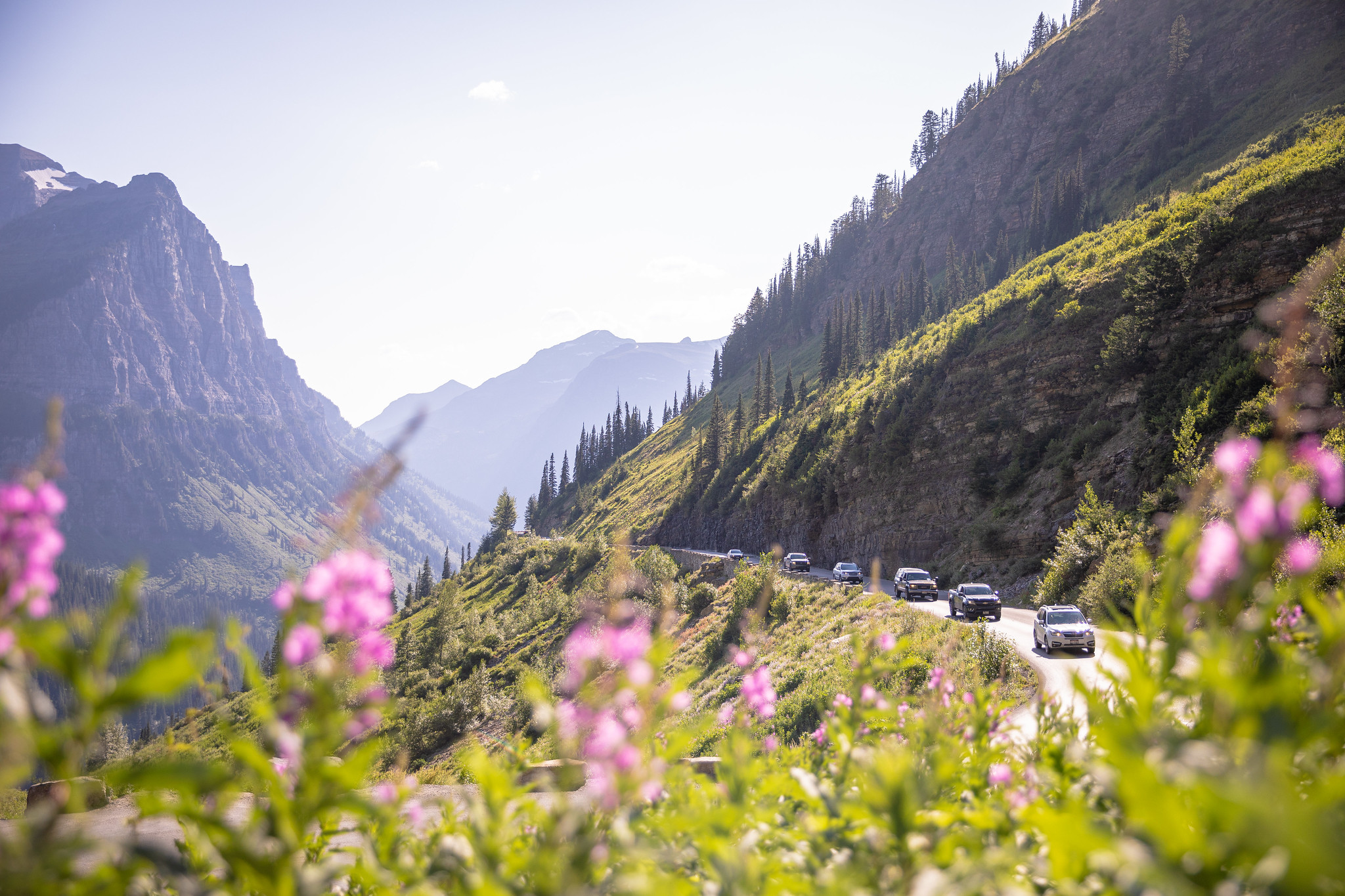 Free download high resolution image - free image free photo free stock image public domain picture -Fireweed Blooms in Glacier National Park