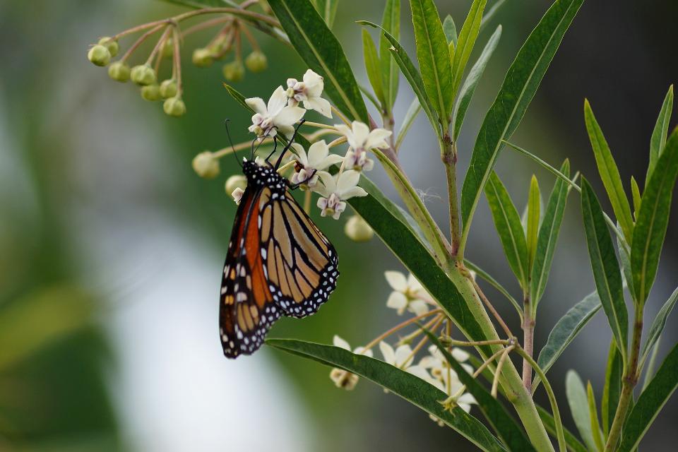 Free download high resolution image - free image free photo free stock image public domain picture  Monarch Butterfly on Milkweed flowers