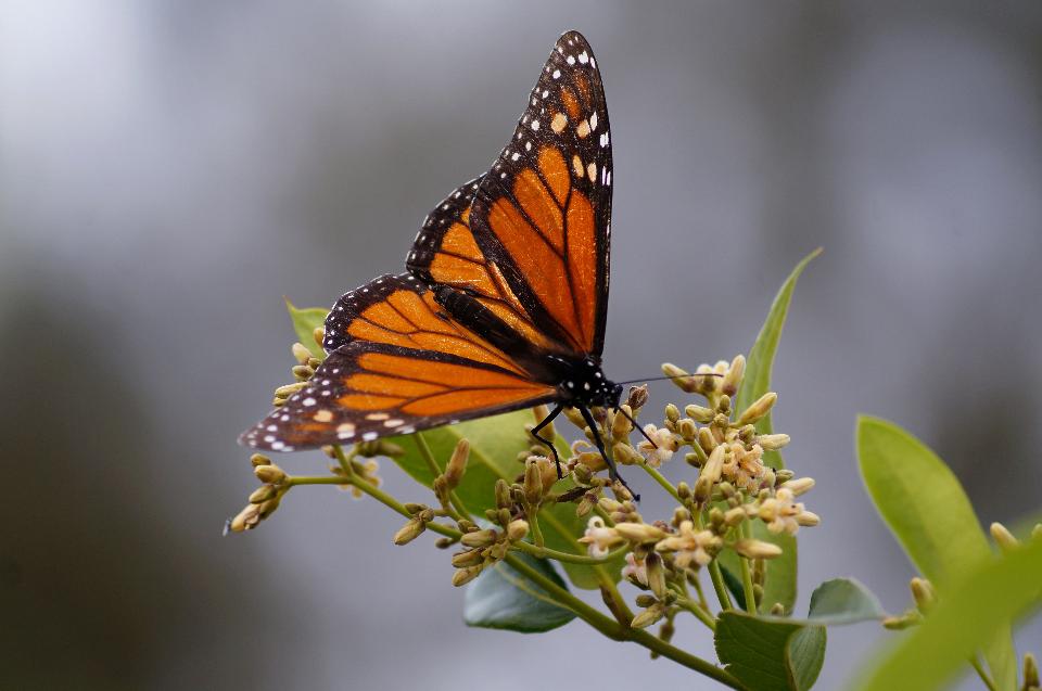 Free download high resolution image - free image free photo free stock image public domain picture  Monarch butterfly feeding on Silkpod flowers