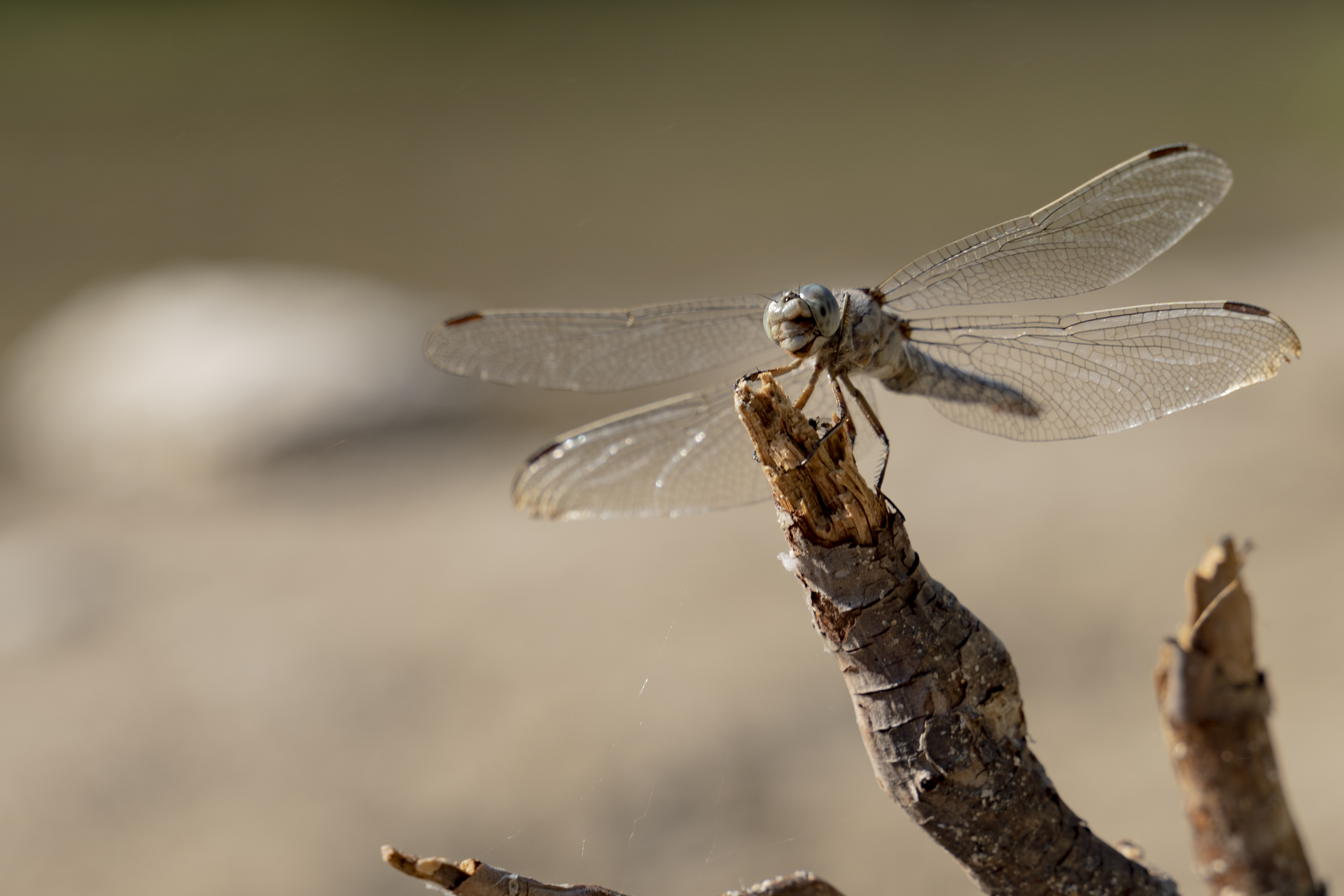 Free download high resolution image - free image free photo free stock image public domain picture -Ruddy Darter Dragonfly perched on stalk