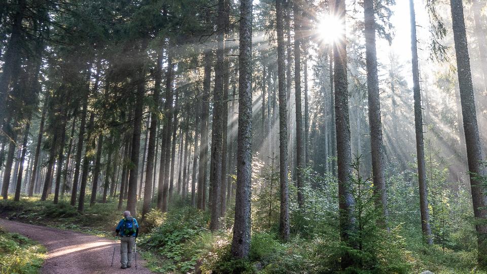 Free download high resolution image - free image free photo free stock image public domain picture  Sun rays shining through trees ,nature background