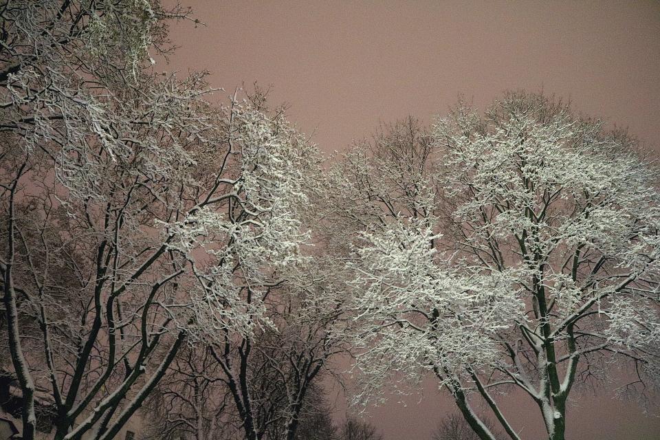 Free download high resolution image - free image free photo free stock image public domain picture  Trees with snow in winter park