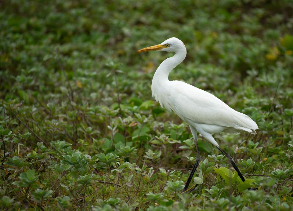 Free download high resolution image - free image free photo free stock image public domain picture  Great white egret