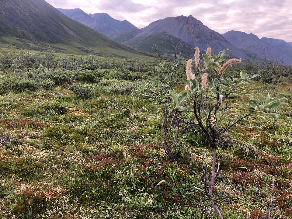 Free download high resolution image - free image free photo free stock image public domain picture  Arctic National Wildlife Refuge