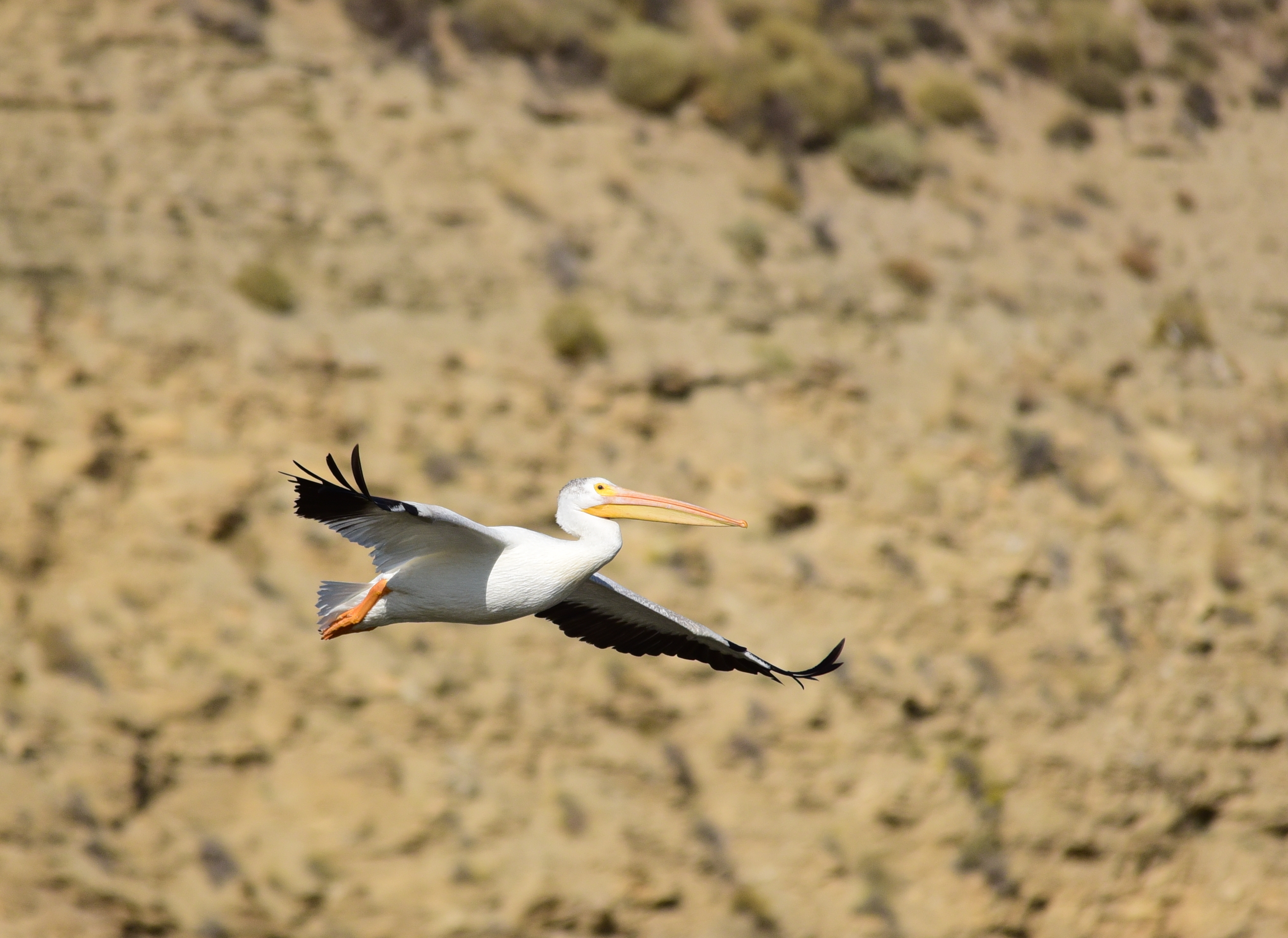 Free download high resolution image - free image free photo free stock image public domain picture -American white-pelican at Seedskadee National Wildlife Refuge