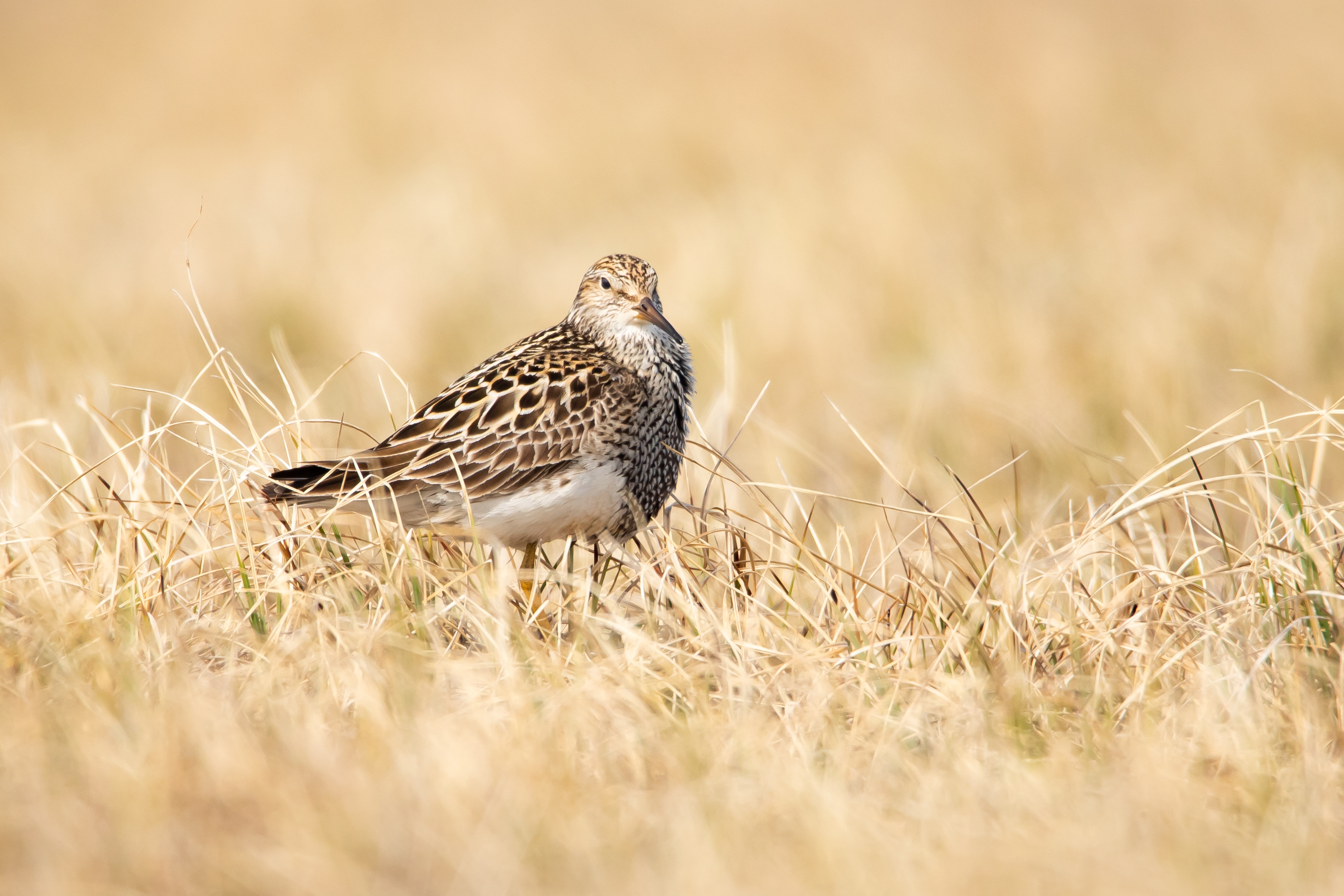 Free download high resolution image - free image free photo free stock image public domain picture -Bird in Arctic National Wildlife Refuge