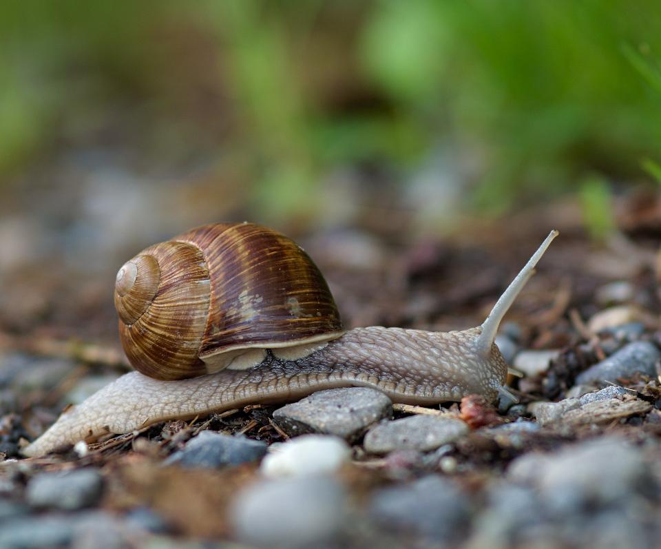 Free download high resolution image - free image free photo free stock image public domain picture  Helix pomatia also Roman snail, Burgundy snail, edible snail