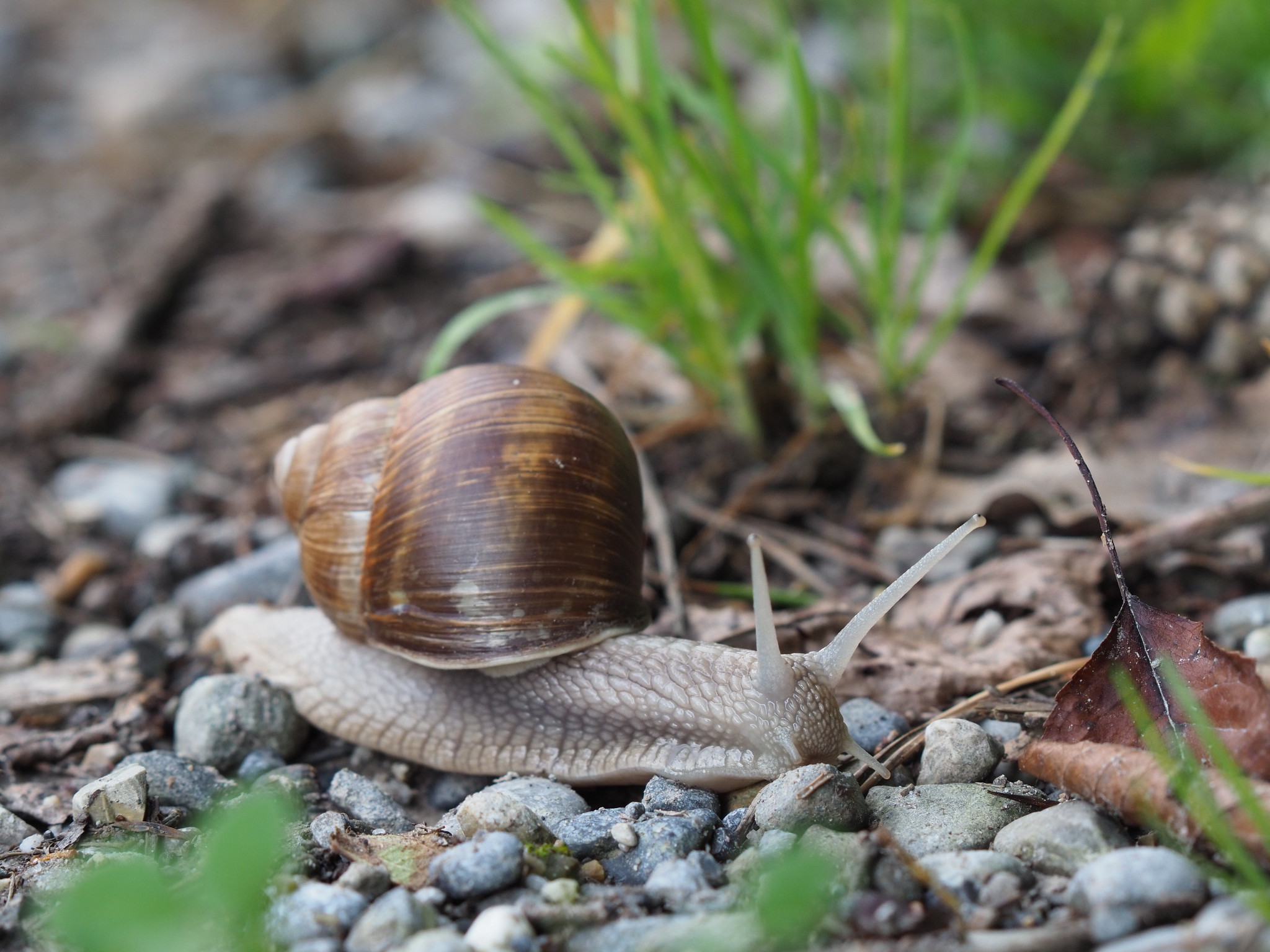 Free download high resolution image - free image free photo free stock image public domain picture -Helix pomatia also Roman snail, Burgundy snail, edible snail