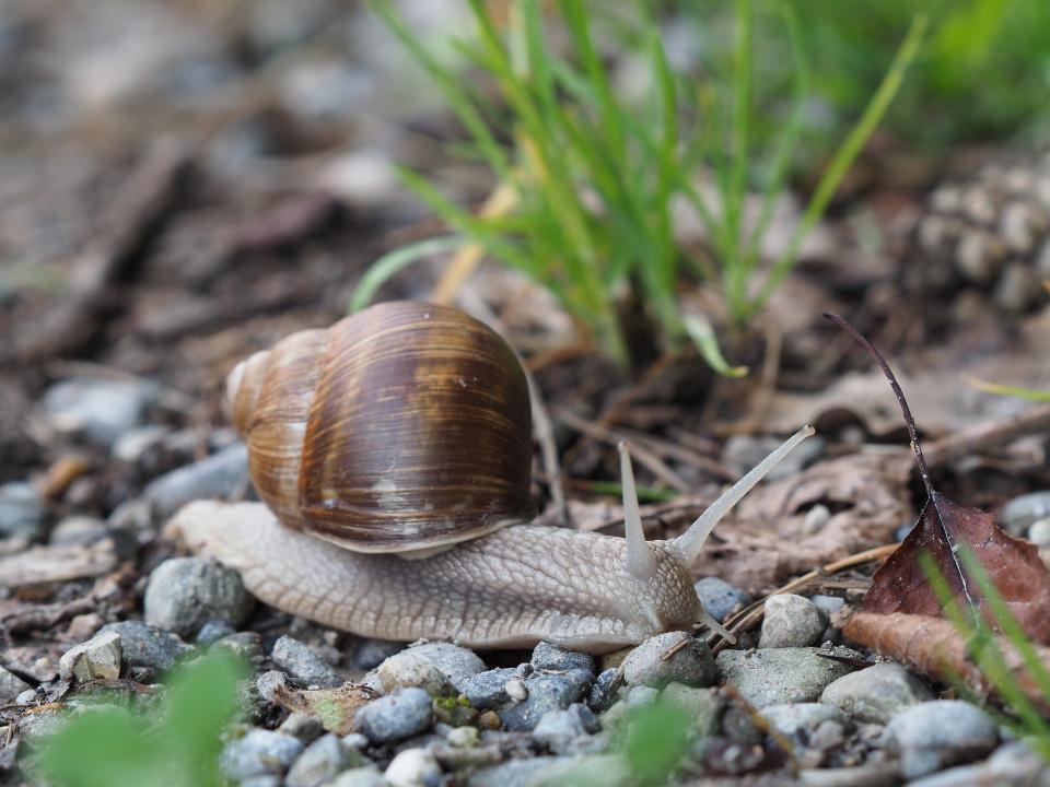 Free download high resolution image - free image free photo free stock image public domain picture  Helix pomatia also Roman snail, Burgundy snail, edible snail