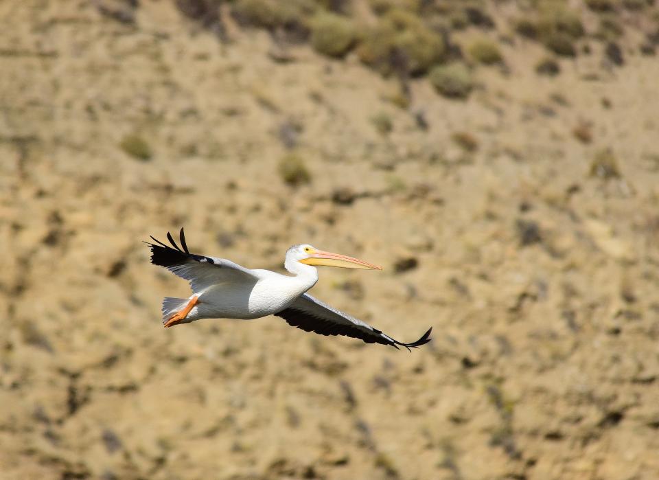 Free download high resolution image - free image free photo free stock image public domain picture  American white-pelican at Seedskadee National Wildlife Refuge