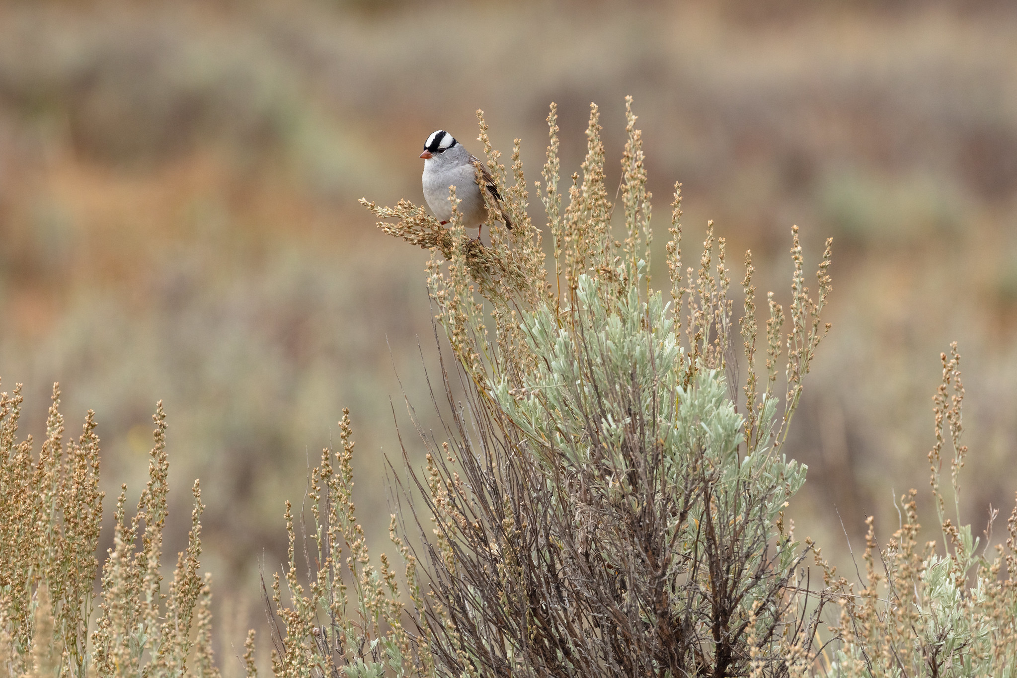 Free download high resolution image - free image free photo free stock image public domain picture -White-crowned sparrow