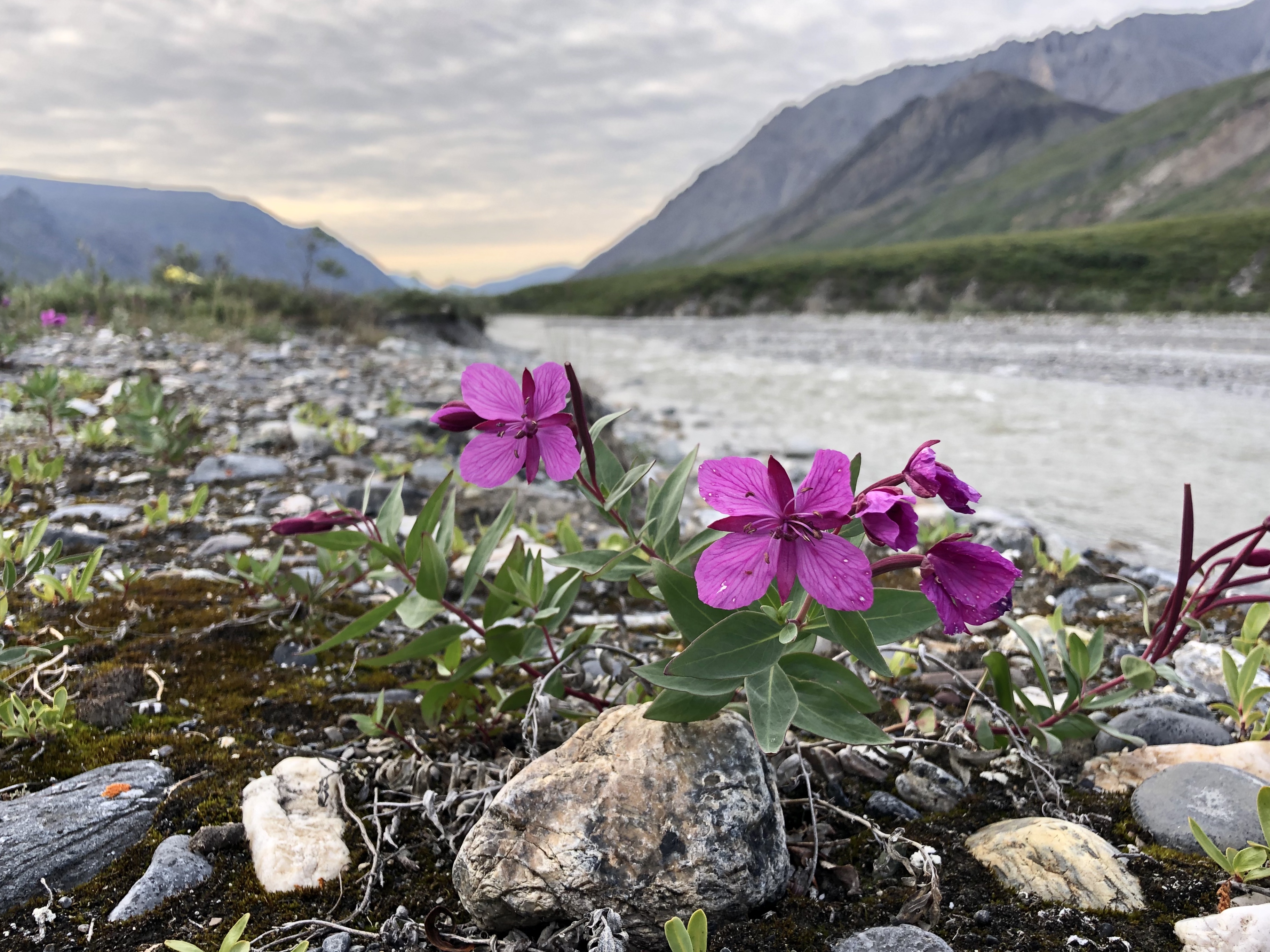 Free download high resolution image - free image free photo free stock image public domain picture -wild flower in Arctic National Wildlife Refuge