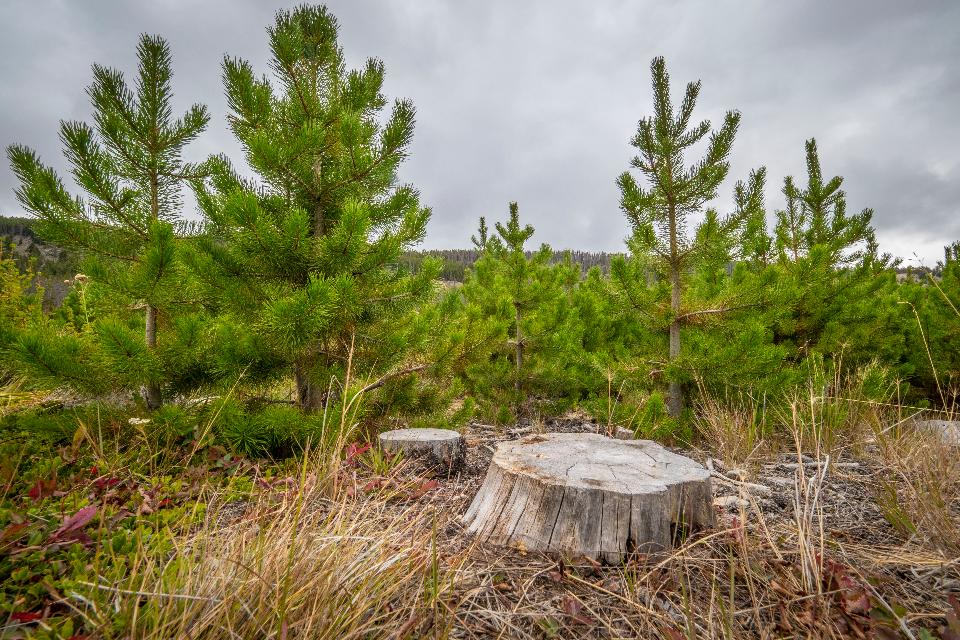 Free download high resolution image - free image free photo free stock image public domain picture  Beaverhead Deerlodge National Forest in Montana