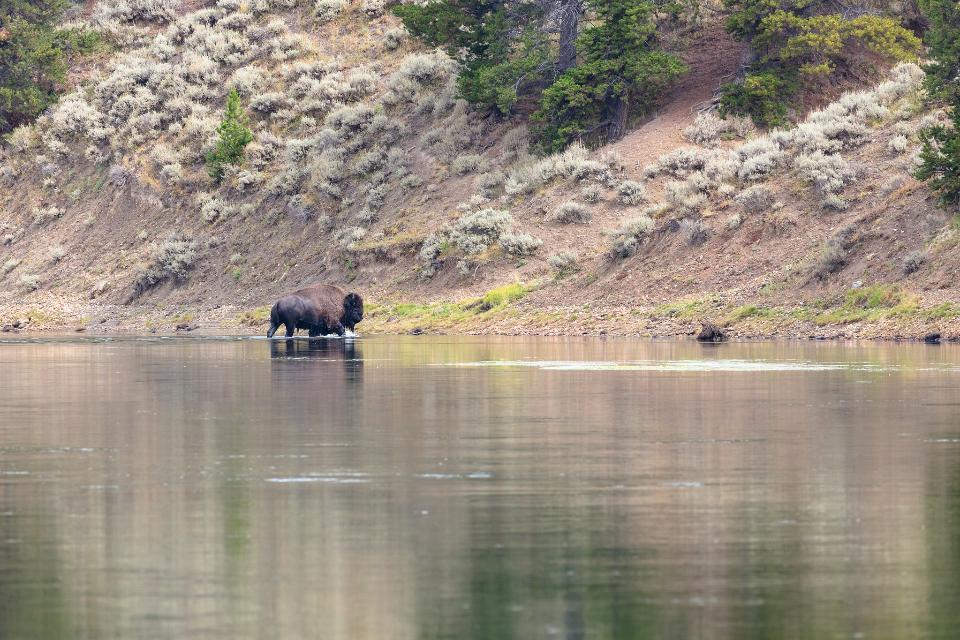 Free download high resolution image - free image free photo free stock image public domain picture  Bison exiting the Yellowstone River