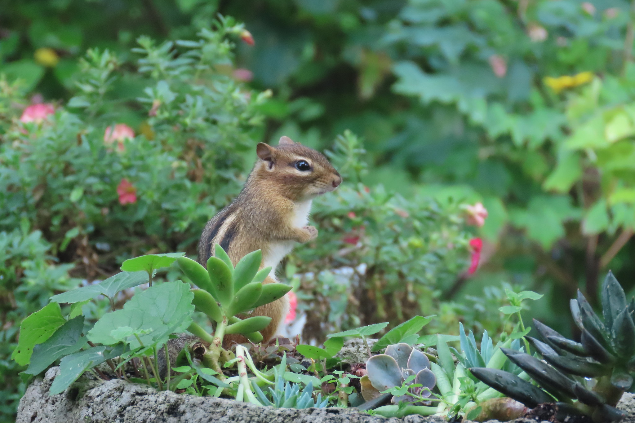 Free download high resolution image - free image free photo free stock image public domain picture -Eastern Chipmunk