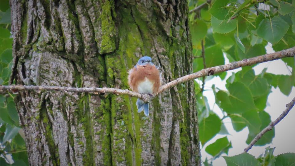 Free download high resolution image - free image free photo free stock image public domain picture  Easter Bluebird