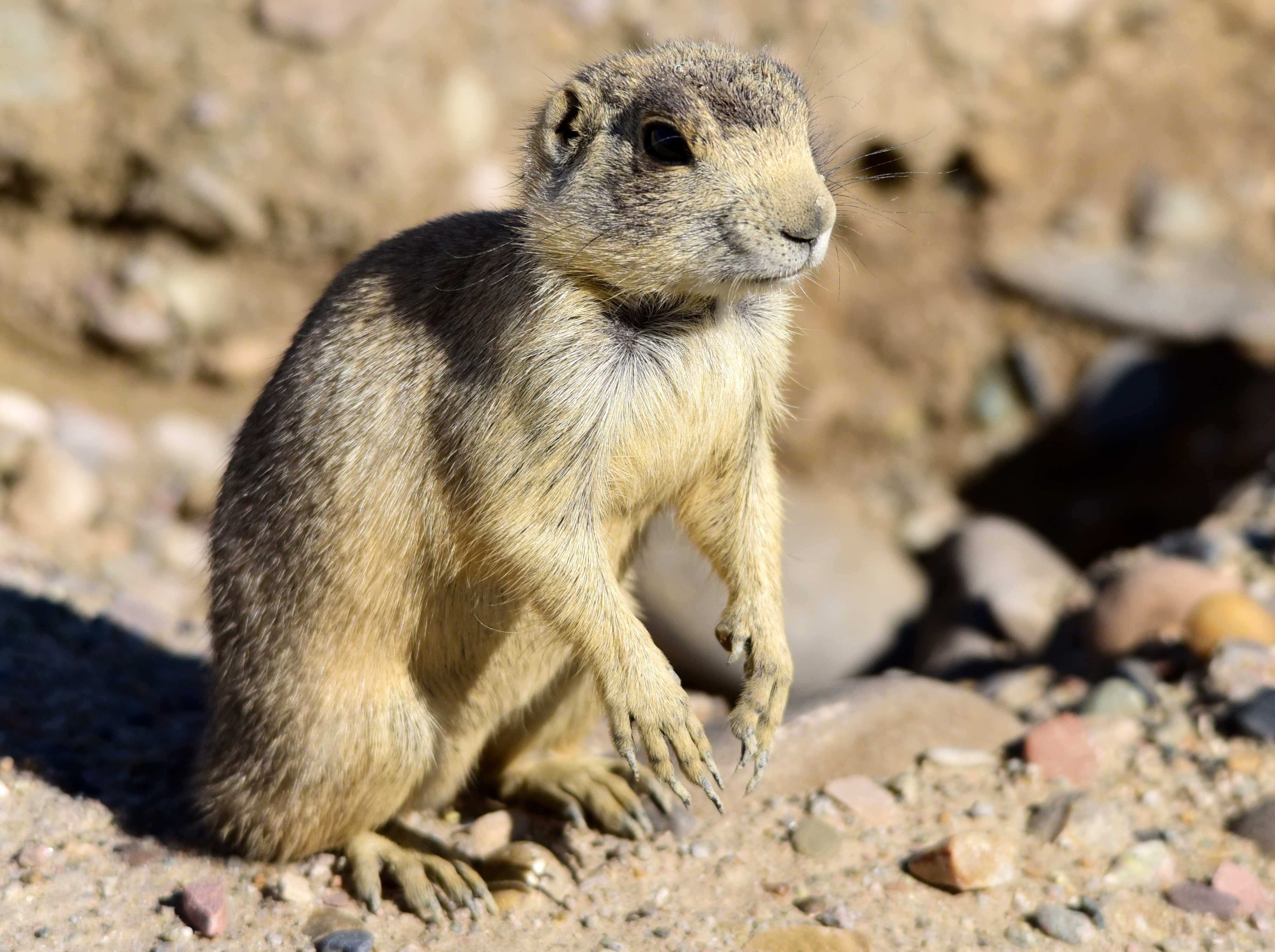 Free download high resolution image - free image free photo free stock image public domain picture -White-tailed prairie dog at Seedskadee National Wildlife Refuge