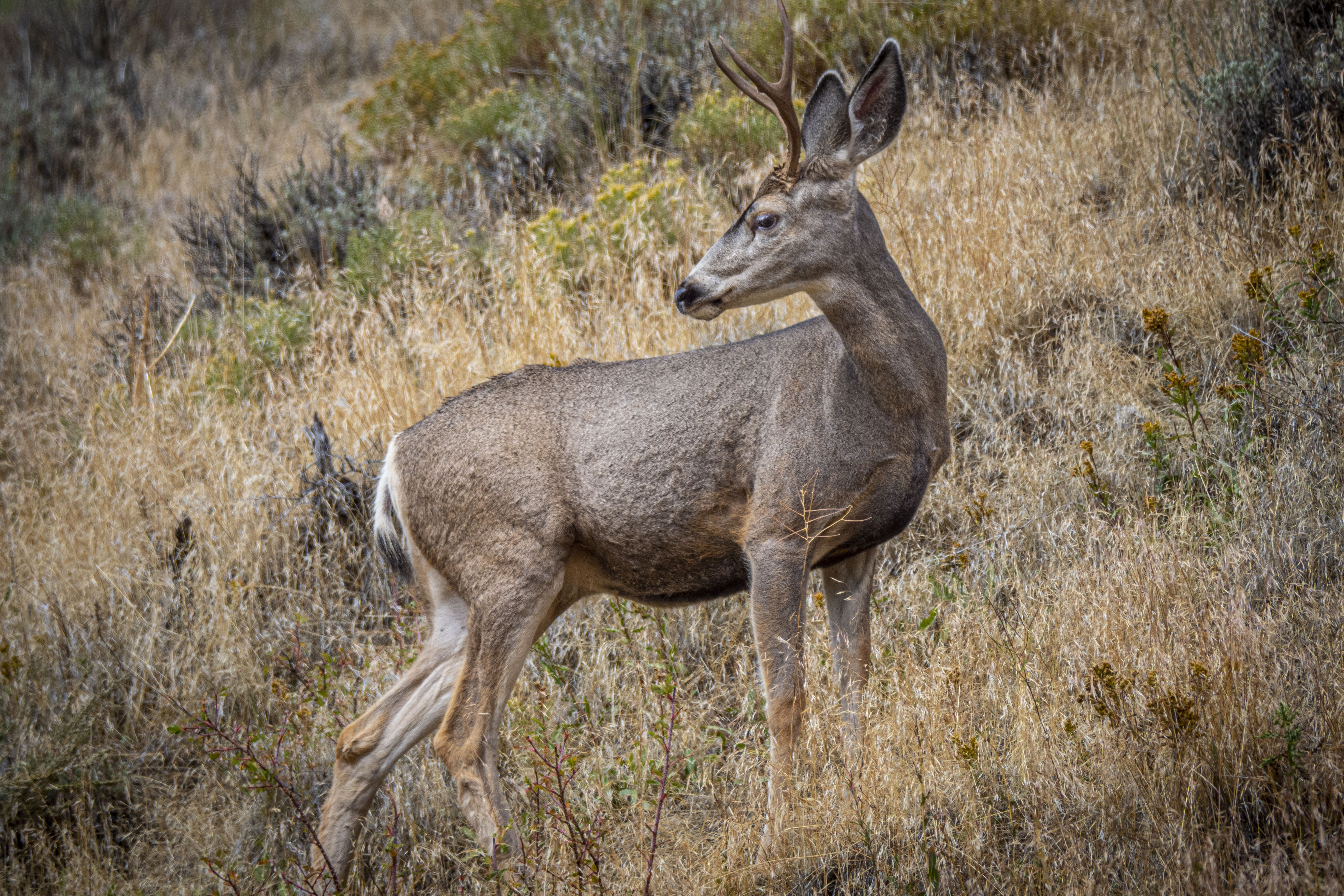 Free download high resolution image - free image free photo free stock image public domain picture -A white tail deer