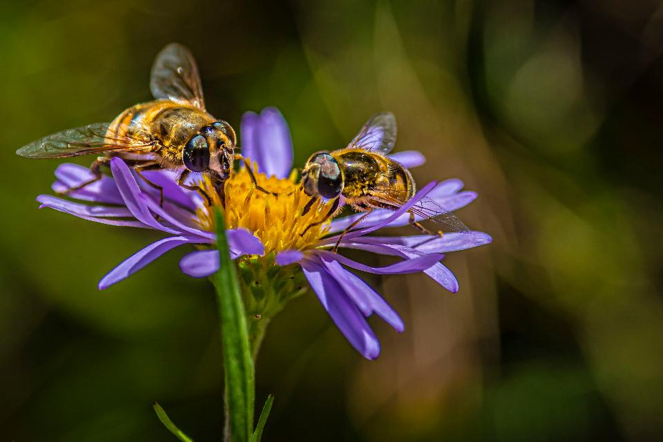 Free download high resolution image - free image free photo free stock image public domain picture  Bees pollinate on wildflowers