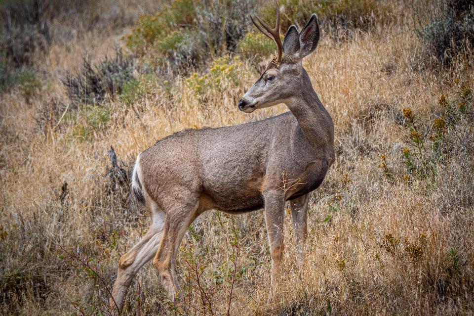 Free download high resolution image - free image free photo free stock image public domain picture  A white tail deer