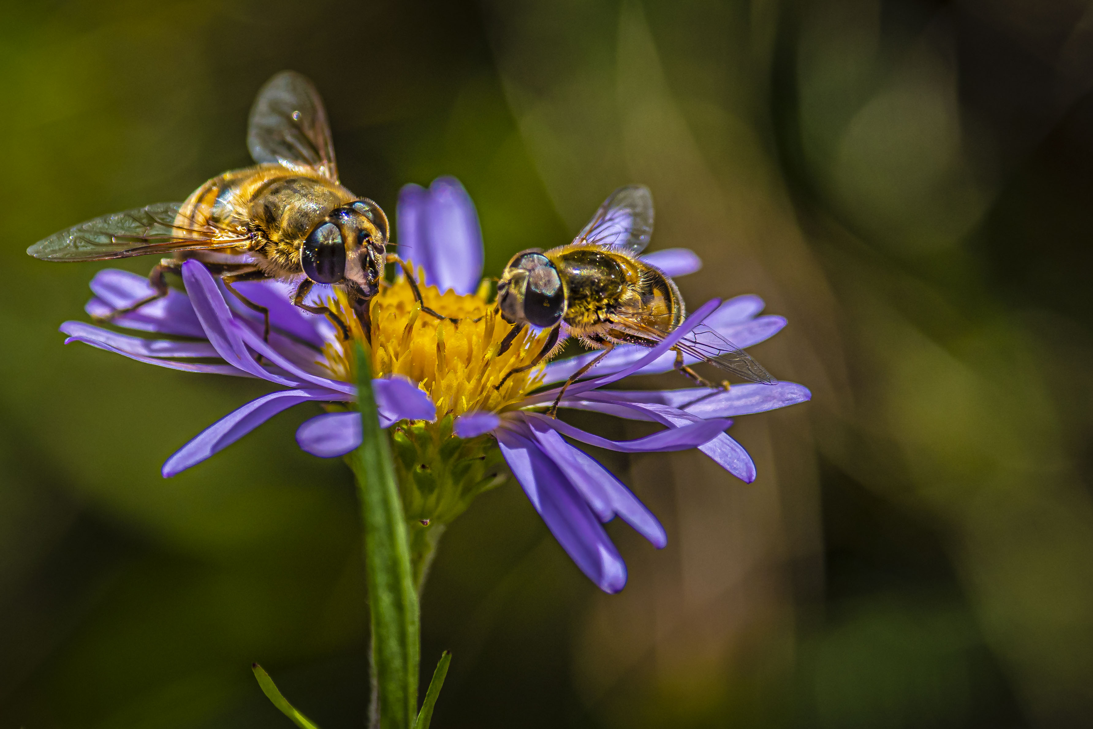 Free download high resolution image - free image free photo free stock image public domain picture -Bees pollinate on wildflowers